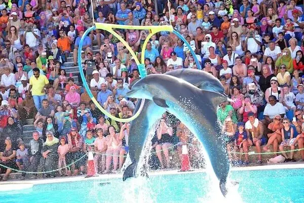 Family Dolphin Show — view 2