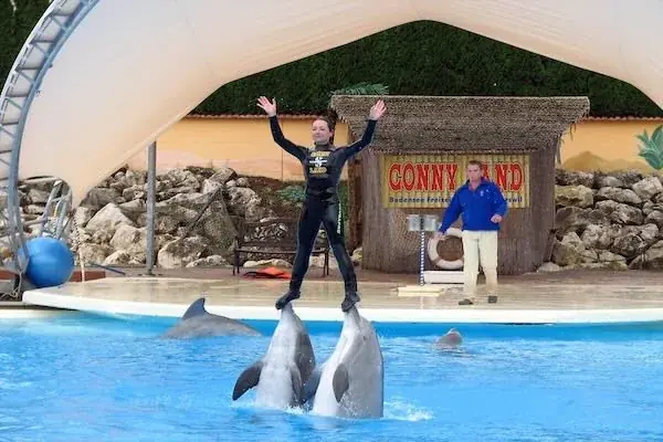 Family Dolphin Show — view 3
