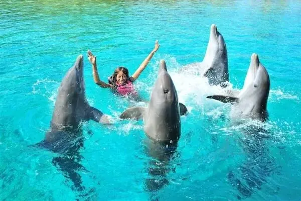 Family Dolphin Show — view 4
