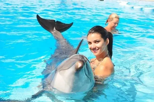 Family Dolphin Show — view 5