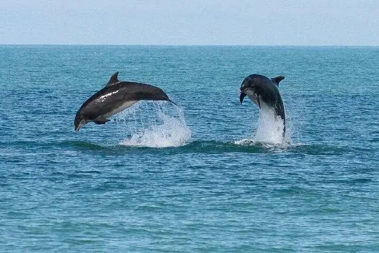Family Dolphin Tour — view 3