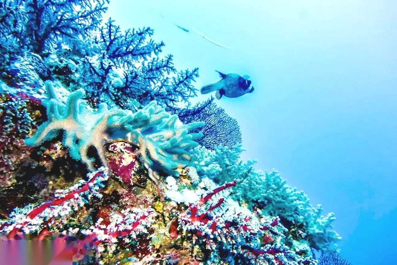 Giftun Island Snorkeling Excursion — Island Tours in Hurghada